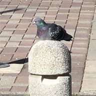 ハトピーマンさんのアイコン画像