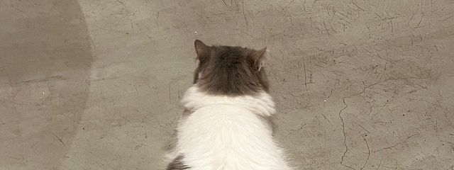 翠さんの壁紙画像