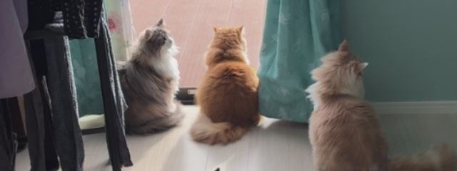 こはくさんの壁紙画像