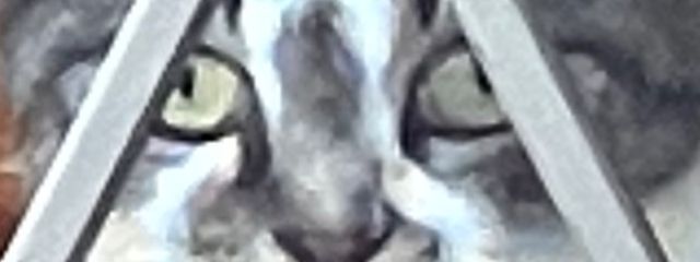 ペルルンさんの壁紙画像