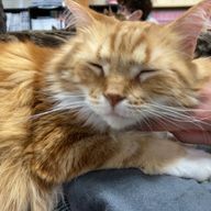 りんりんさんのアイコン画像