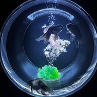 フィリアさんのアイコン画像