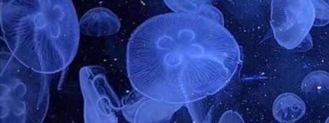 しゅなさんの壁紙画像