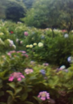 今日好きになりました。