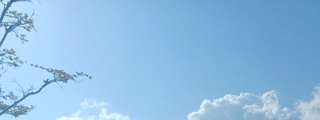 ごまめさんの壁紙画像