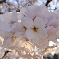 sakuraさんのアイコン画像