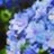 写真と旅に夢中な桜月さんのアイコン画像