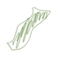 わかめさんのアイコン画像