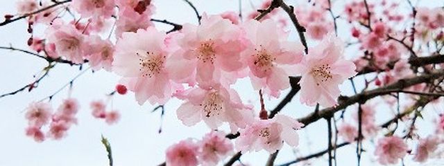 ゆとさんの壁紙画像