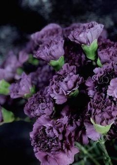 　あ や め の 花 束　