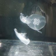 戻（れい）さんのアイコン画像