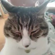 虹夏さんのアイコン画像