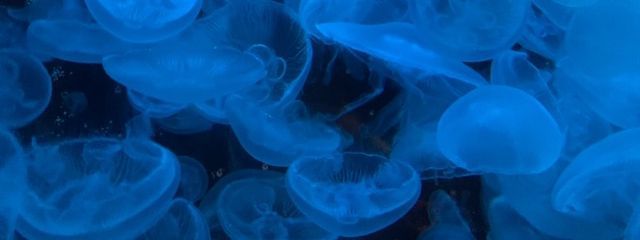 お 茶 。さんの壁紙画像