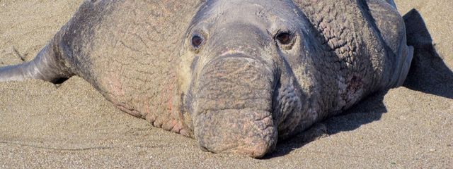 しししさんの壁紙画像