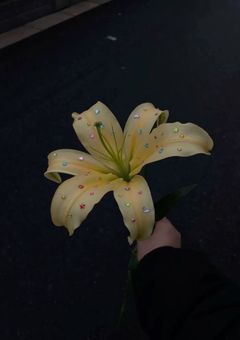 星月夜