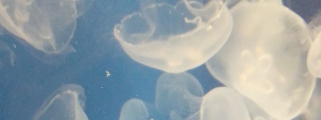 　るるく　/　👀💫🌏さんの壁紙画像