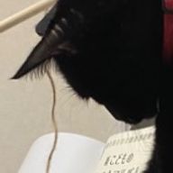 さきいか（モチベ足りない族）さんのアイコン画像