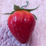 苺ももさんのアイコン画像