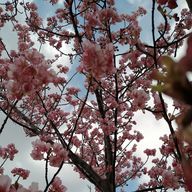 抹茶🍵さんのアイコン画像