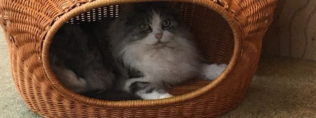 ゆうちゃんさんの壁紙画像