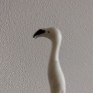 白くまぬっこさんのアイコン画像