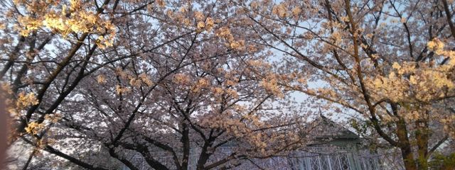 オニギリーヌさんの壁紙画像