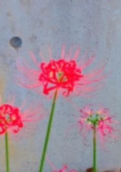 ある日突然見えるようになった地縛霊