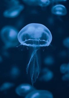 海月