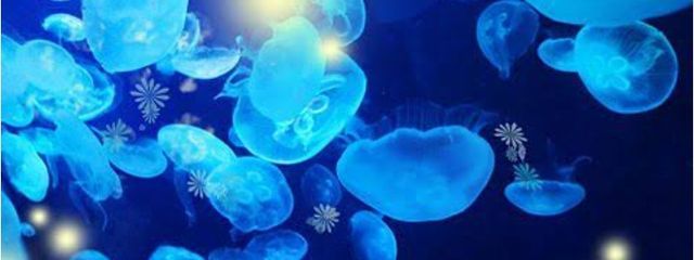 Summerさんの壁紙画像