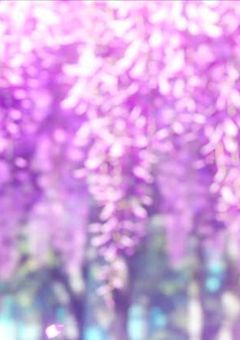 鈴夜の日記　紫苑様の鎹鴉より