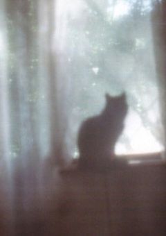 　恋をしたのは 、高貴な猫様