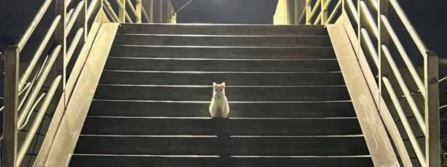 (  ⩌ - ⩌ )さんの壁紙画像
