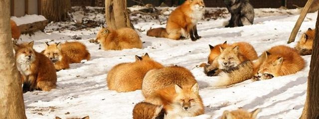 狐崎空狐さんの壁紙画像