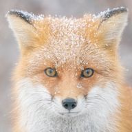 狐崎空狐さんのアイコン画像