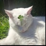 koruさんのアイコン画像