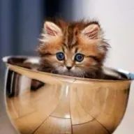 なごさんのアイコン画像