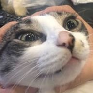 🐶🐶🐱🐱さんのアイコン画像