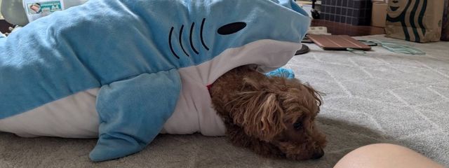 Mahuyuさんの壁紙画像