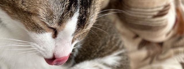 タコさん☆さんの壁紙画像