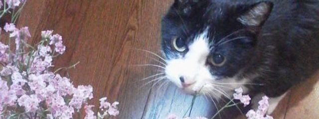 彗澪@尊敬様戻ってきてた衝撃さんの壁紙画像