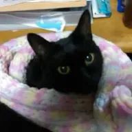 さーさんのアイコン画像