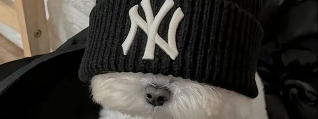 yuさんの壁紙画像