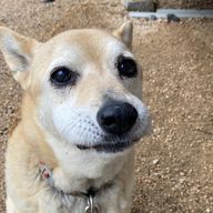 よもぎさんのアイコン画像