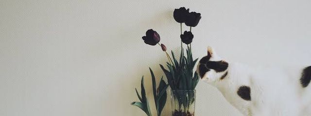 幸來🎧🎱さんの壁紙画像