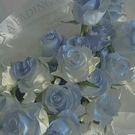 青の薔薇 さんのアイコン画像