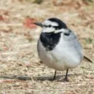 くま吉さんのアイコン画像