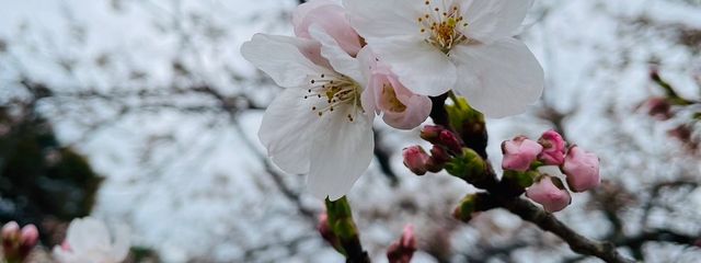 たこ 🐙さんの壁紙画像