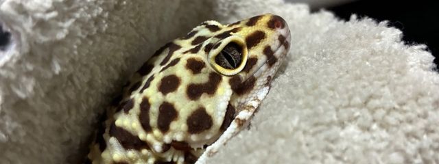 鬼哭さんの壁紙画像