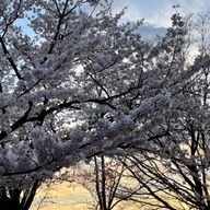 にじさんじ推しさんのアイコン画像