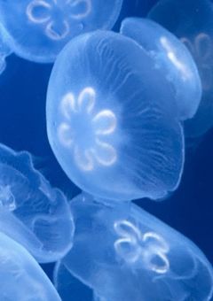 ꒰ঌいらこん໒꒱